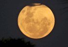 Lua das Flores: Última Microlua de 2025